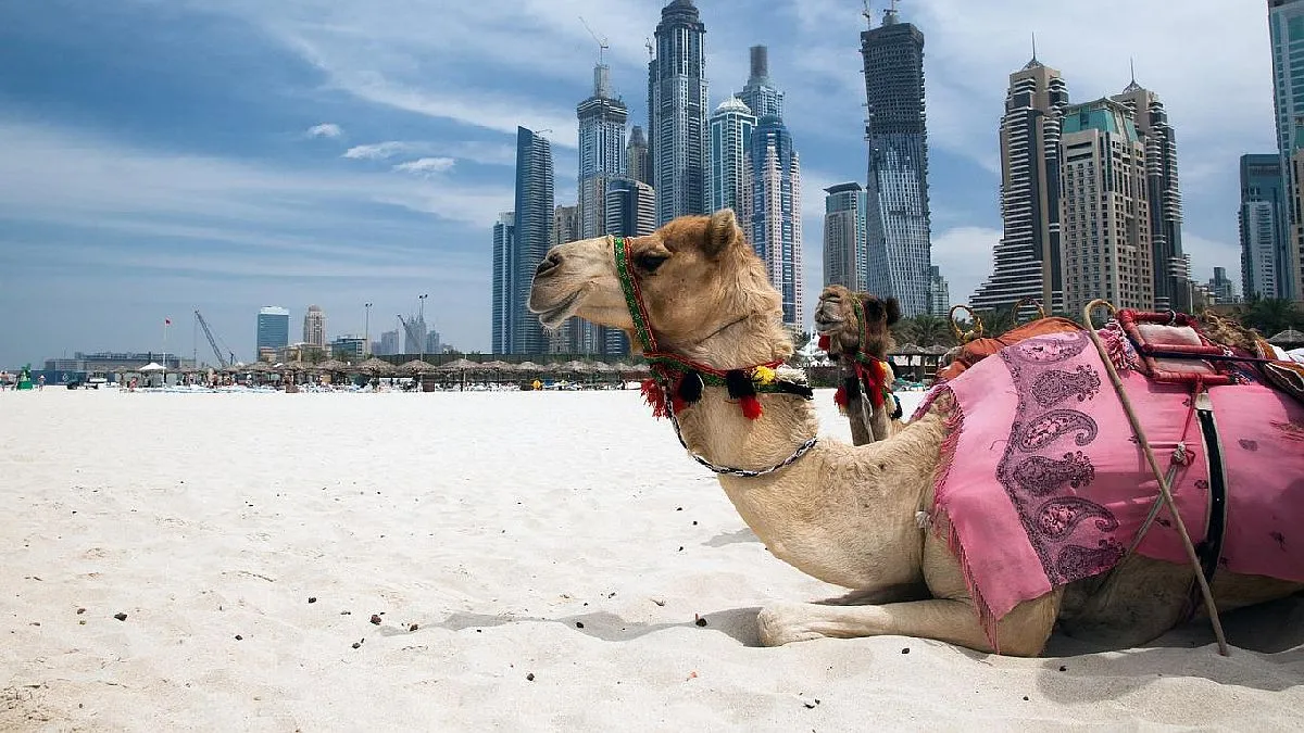 Un camello en el desierto de Dubai, contraste entre tradición y modernidad