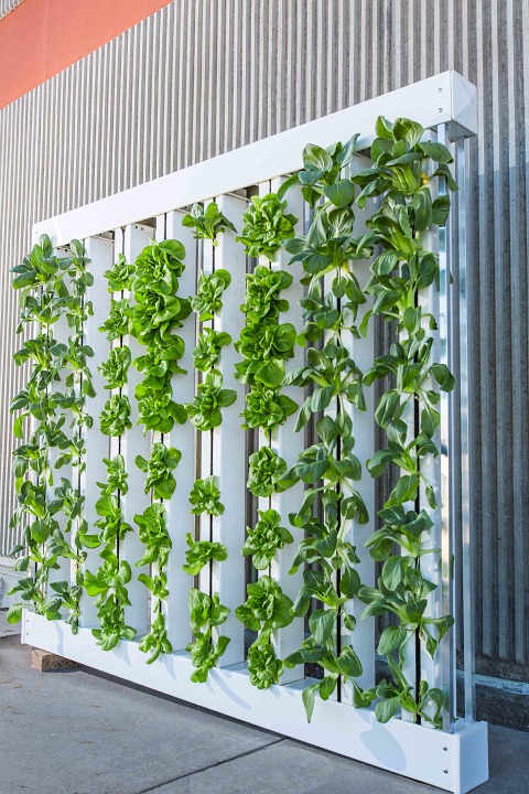 Vertical Farm